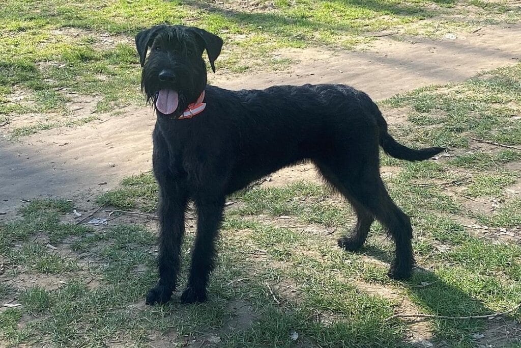 Riesenschnauzer-Hündin nach Rhein-Abenteuer gerettet