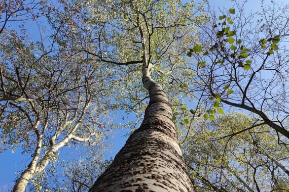 Trockenheit in Sachsen-Anhalt: Baum mit wenigen Blättern, umgeben von kargem Boden und Sonne.