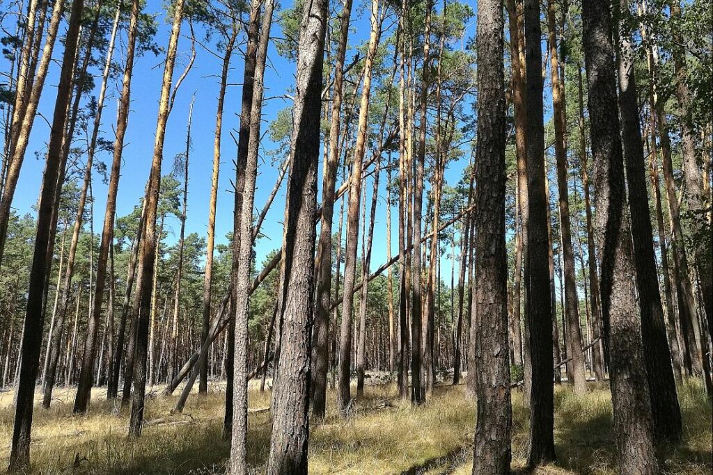 Sachsenwald soll auf acht Gemeinden aufgeteilt werden