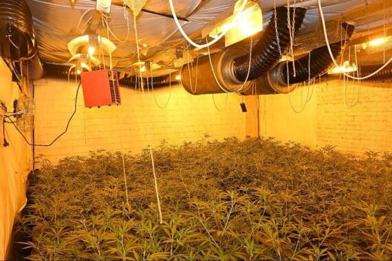 Polizeiaktion gegen Cannabisplantage: Festnahmen, Razzia und Pflanzenentdeckung in Schüttorf.