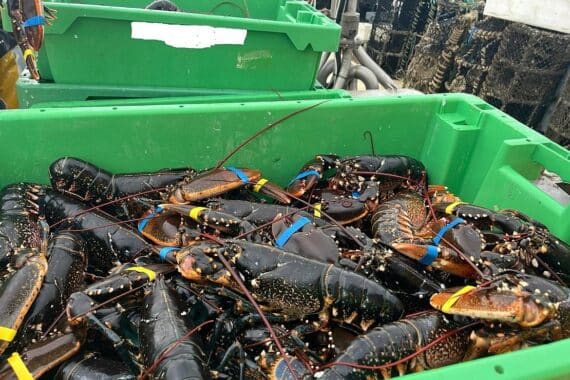 Polizeikontrolleur überprüft Fischkutter, entdeckt illegale Hummer und leitet Verfahren ein.