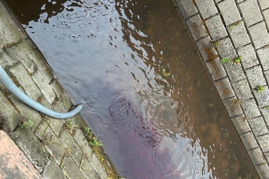 Weinunfall in Edesheim verfärbt Bach und tötet Fische
