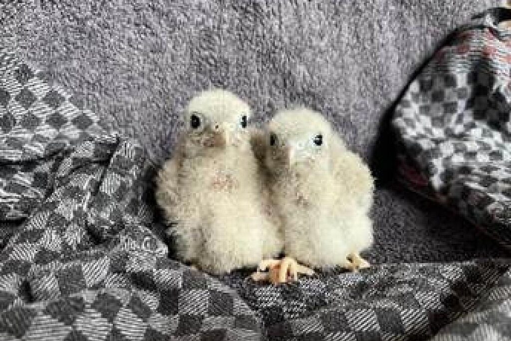 Wildtierversorgung in Gießen erreicht Kapazitätsgrenzen
