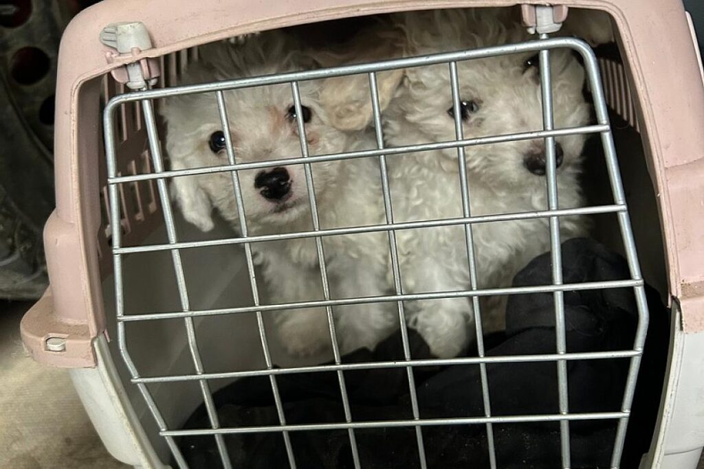 Zöllner entdecken sechs Hundewelpen ohne Papiere auf A8 bei Leipheim