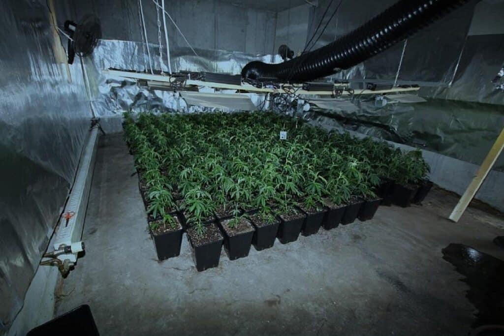 Albaner in Aichelberg wegen Cannabis-Anbaus in Untersuchungshaft