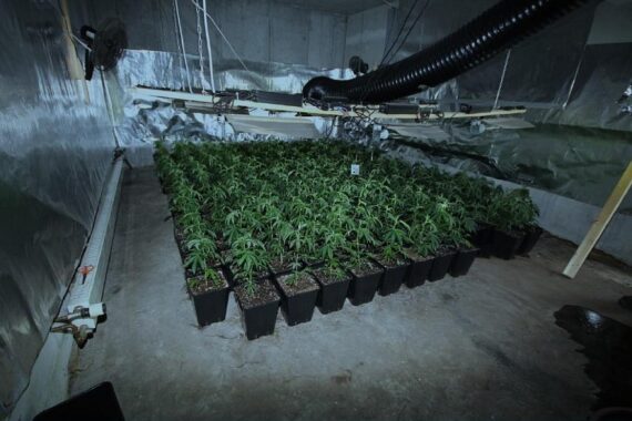 Illegale Cannabispflanzung mit Pflanzen und Trocknungsräumen in leerstehendem Einfamilienhaus.