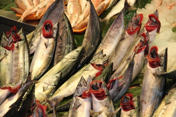 Fische in Aquakultur: Regenbogenforelle, Karpfen und steigende Produktion in Sachsen-Anhalt.