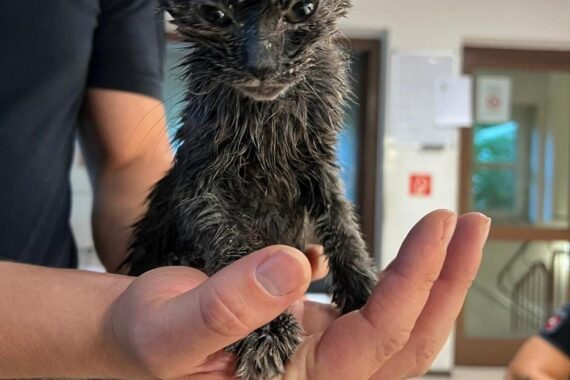 Eine Katze wird aus einem Altkleidercontainer von Polizisten und Feuerwehr gerettet.