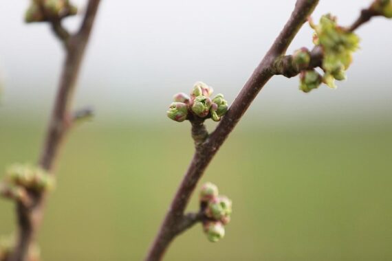Knospen an einem Kirschbaum, Symbol für landwirtschaftliche Förderungen und Obstbaumpflege in Bayern.