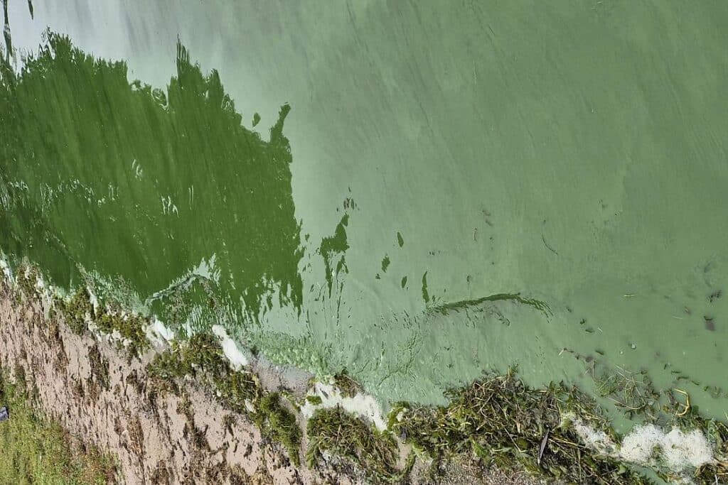 Blaualgen im Schweriner See entdeckt