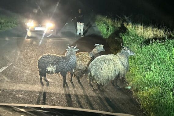 Drei freilaufende Schafe verursachen Polizeieinsatz in Sondershausen zur Verkehrssicherheit.