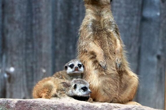 Junge Erdmännchen erkunden neugierig ihre Umgebung unter Aufsicht ihrer Familie im Tierpark Chemnitz.