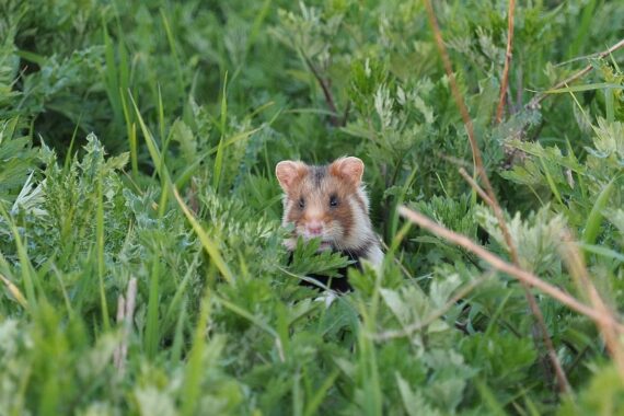 Feldhamster in natürlichem Lebensraum, bedroht durch Lebensraumverlust und intensive Landwirtschaft.