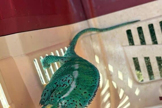 Feuerwehr rettet Chamäleon aus Baum, Einsatzkräfte mit Drehleiter in Wohngebiet tätig.