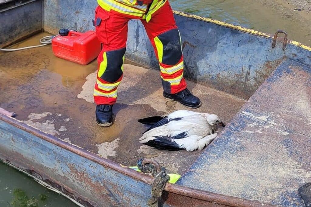 Feuerwehr rettet erschöpften Jungstorch in Lehrte