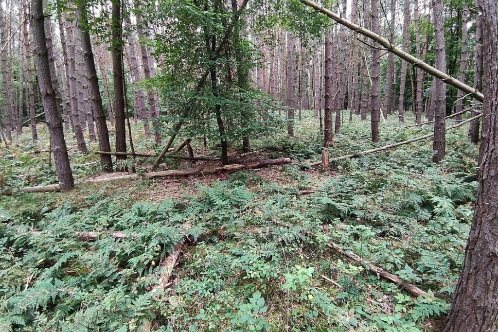 Jäger im Märkischen Kreis müssen Abschussrate monatlich melden