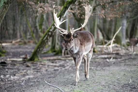Ein Hirsch im Wald mit Schafen und Zäunen, symbolisiert Herdenschutzmaßnahmen in NRW.