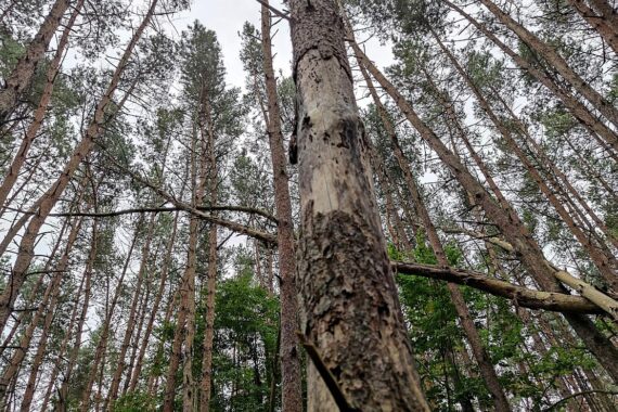 Waldlandschaft mit Seen, umgeben von Natur, Symbol für Landschaftsschutzgebiets-Änderung in Brandenburg.
