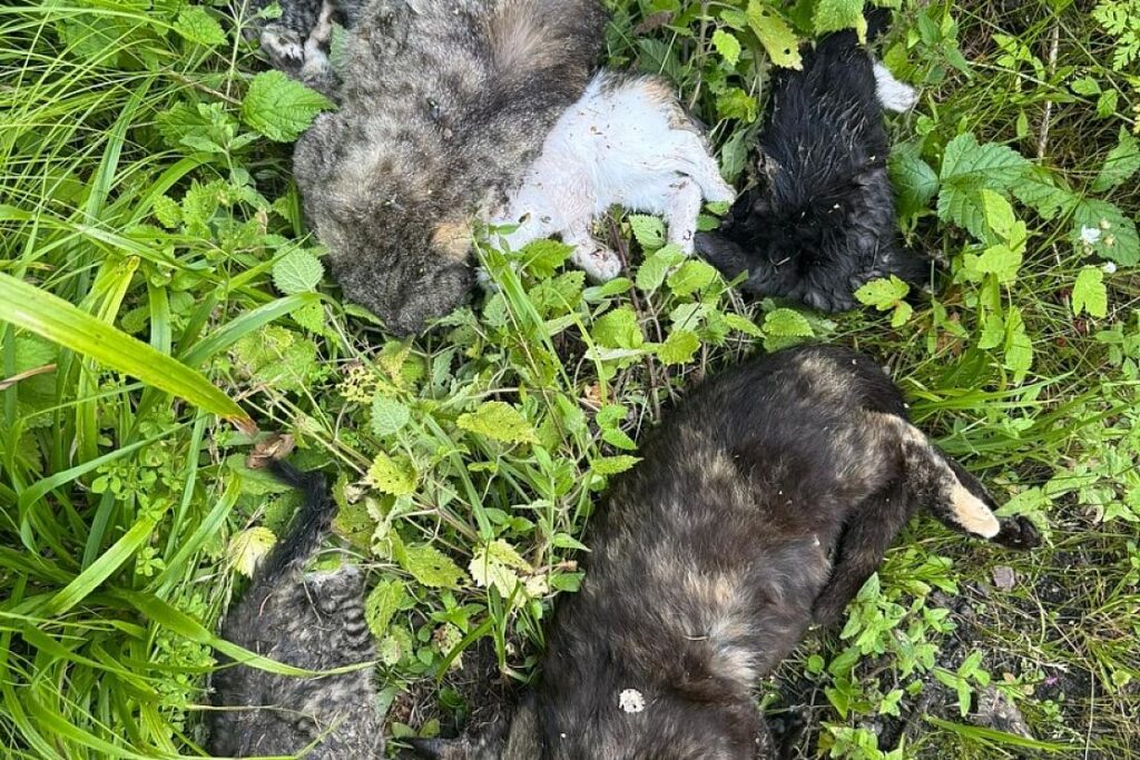 Mehrere tote Katzen im Schuenhagener Forst bei Velgast entdeckt
