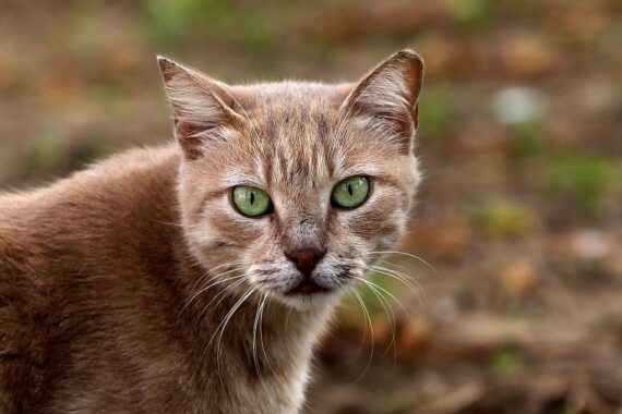 Katze und Hund im Fokus: Wachstum der Tierfutterproduktion in Nordrhein-Westfalen 2024.