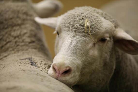 Ein Schaf in einer malerischen Landschaft, die für Herdenschutzmaßnahmen gegen Wölfe wirbt.