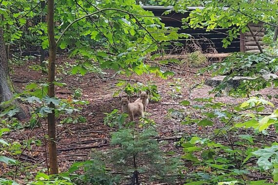 Zwei niedliche Luchsjungtiere erkunden neugierig ihr Gehege im Wildgatter Chemnitz.