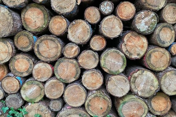 Holzstämme im Wald, Symbol für Waldbrandvorsorge und nachhaltige Forstwirtschaft in Niedersachsen.