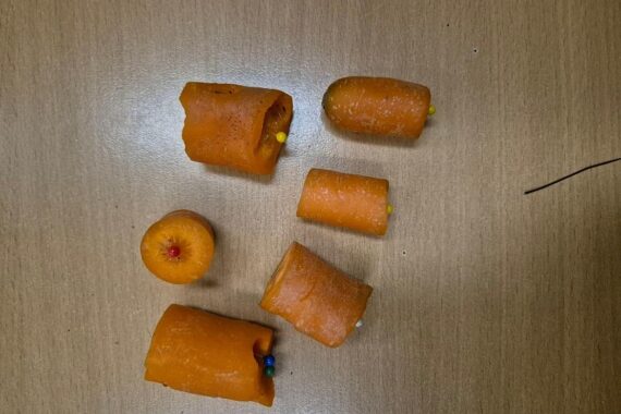 Präparierte Karotten mit Stecknadeln, Tierquälerei, verletztes Pferd, Polizei ermittelt in Wedel.