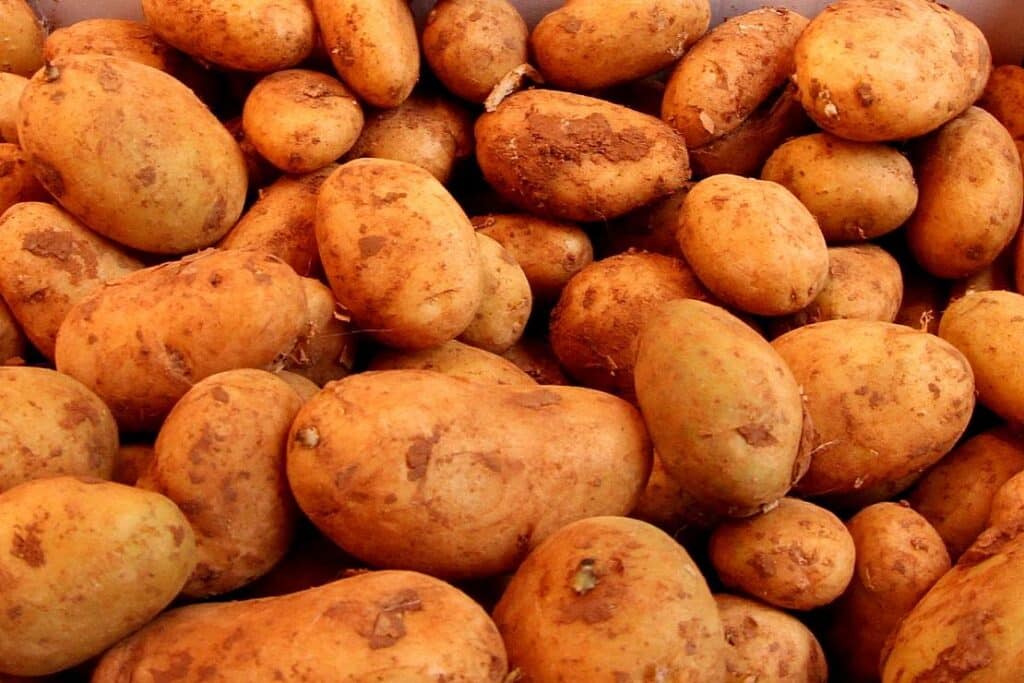 Polen wichtigstes Herkunftsland für Kartoffelimporte nach Sachsen-Anhalt