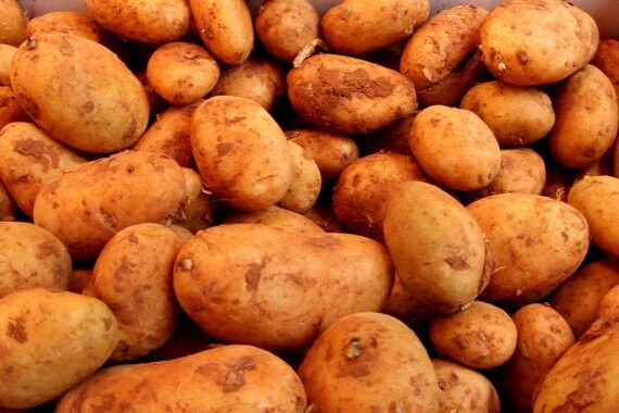 Ein Korb frischer Kartoffeln auf einem Tisch, Symbol für den Import und Export.