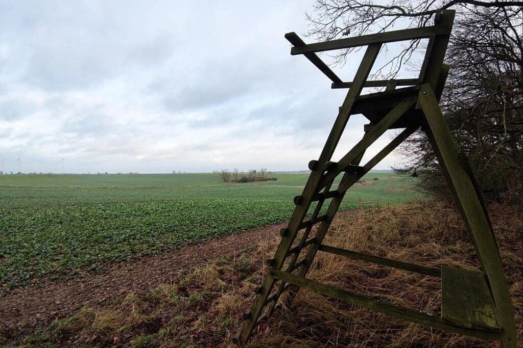 Sachsen rät zu verstärktem Herdenschutz gegen Wölfe