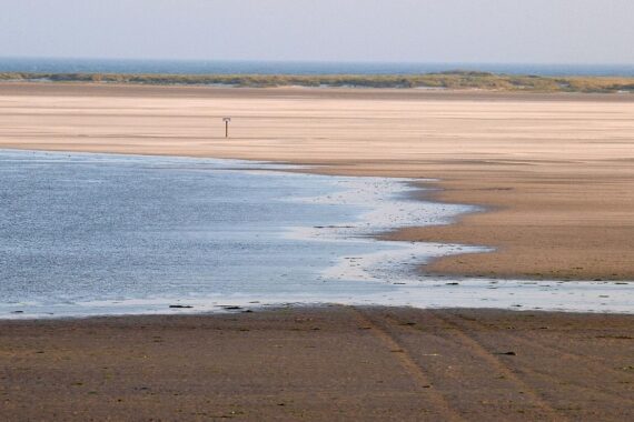 Strand an der Nordsee mit Seehunden, symbolisiert den florierenden Bestand im Wattenmeer.