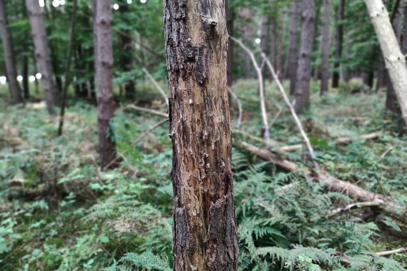 Ein Wald mit Wölfen und Mensch-Symbolen, der Konflikte zwischen Natur und Mensch darstellt.