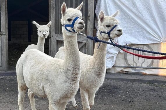 Lamas im Freizeitpark Moers während der Umbauarbeiten des Streichelzoos.