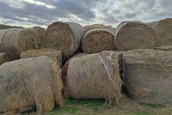 Strohballen auf einem Feld mit angrenzenden Metallstangen, symbolisierend den Diebstahl und Schaden.