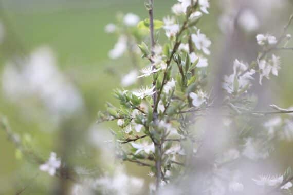 Selbsttest zur Gartenbiodiversität: Pflanzen, Insekten, naturnahe Gestaltung, Umweltbewusstsein im Fokus.