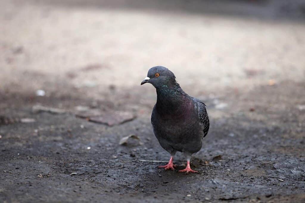 Vergiftete Taube in Pettendorf gefunden