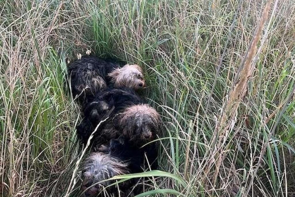 Vier Yorkshire-Terrier an Bundesstraße bei Helmstedt ausgesetzt