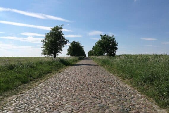 Sonnige Alleestraße bei warmem Wetter, klare Sicht, strahlend blauer Himmel, sommerliche Atmosphäre.
