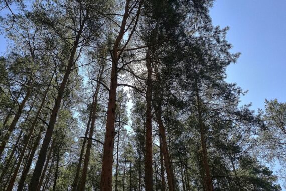 Sonniger Wald im Sommer, symbolisiert hohe Temperaturen und trockenes Wetter in Sachsen.