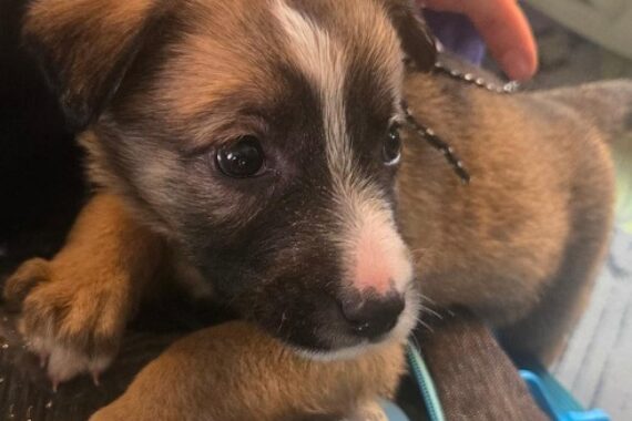 Welpe im Zug, Zollkontrolle, ohne Impfungen und Papiere, Tierschutzverletzung, Transportverbot.