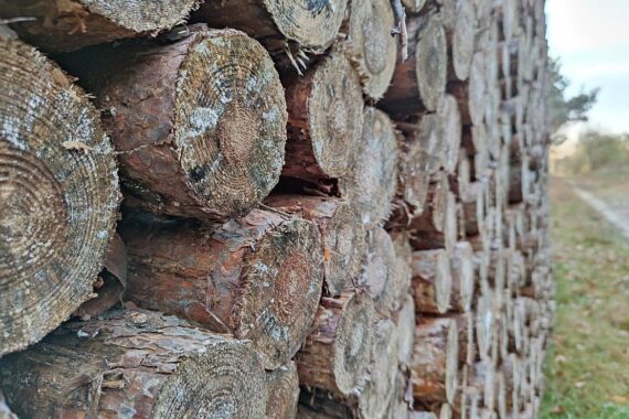Borkenkäferbefall: Holzstämme im Wald, Kontrolle und Bekämpfung durch Waldbesitzer notwendig.