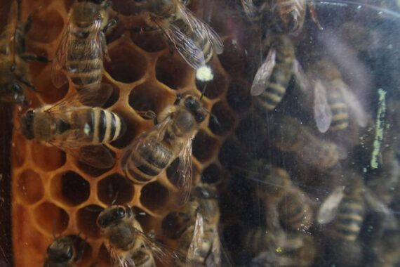 Ein Radfahrer rettet Bienenvölker vor dem Tod, nachdem jemand Bienenstöcke geöffnet hat.