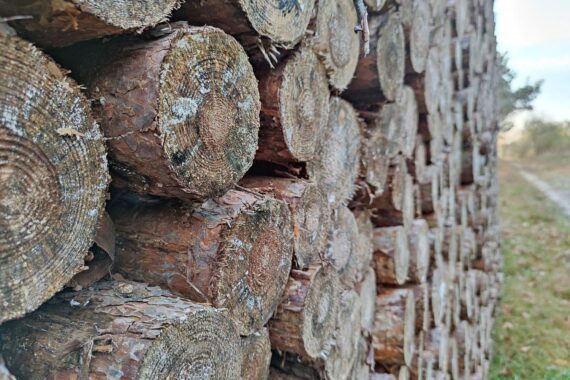 Fällung kranker Bäume in Düsseldorf zur Gewährleistung der Verkehrssicherheit, neue Pflanzungen geplant.