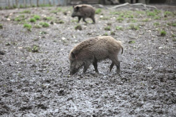 Wildschwein im Wald, Symbol für die Afrikanische Schweinepest-Bekämpfung in Sachsen.
