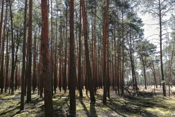 Grüne Landschaft mit Wald und Brachflächen, symbolisiert Konflikt zwischen Naturschutz und Flächenentwicklung.