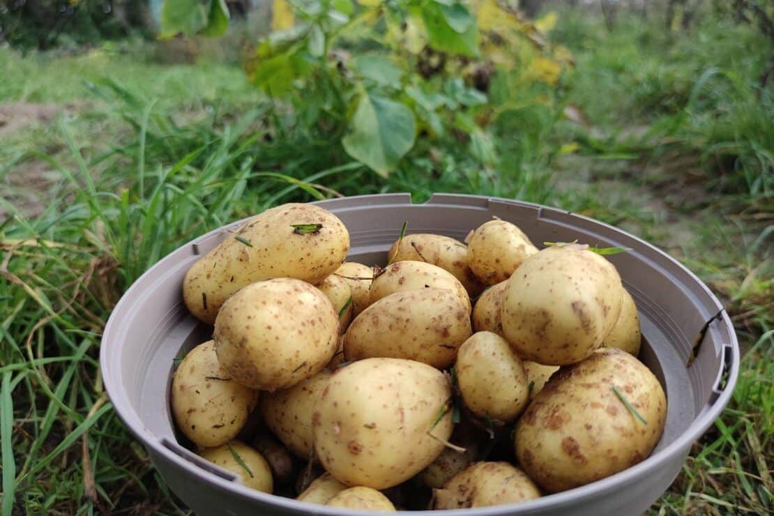 Größte Kartoffelernte seit 25 Jahren erwartet