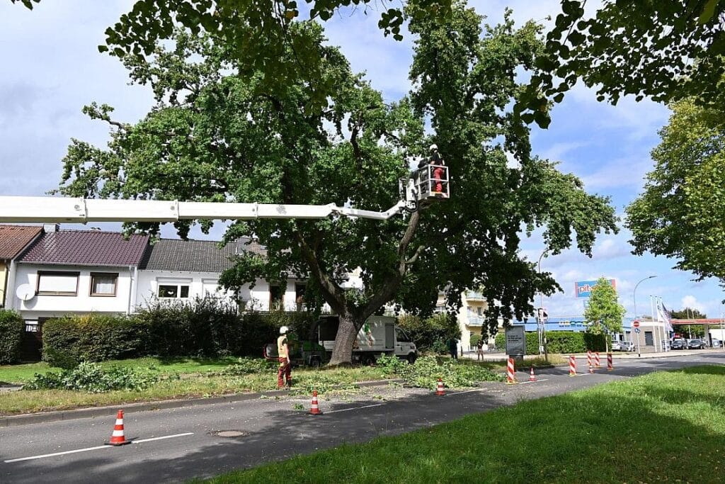 Koblenzer Eiche nach Stammriss gesichert