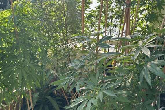 Polizeibeamte entdecken umfangreichen Cannabis-Anbau auf Balkon in Zittau, über 30 Pflanzen sichergestellt.
