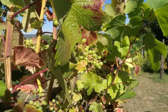 Weinstock mit Trauben im Fokus, symbolisiert förderliche Veränderungen im rheinland-pfälzischen Weinbau.